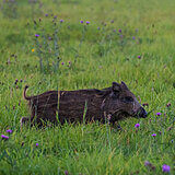 Wild boars